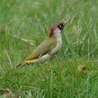 green woodpecker